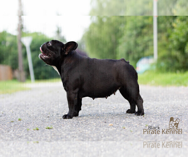 Medium Photo #1 French Bulldog Puppy For Sale in Szeged, Csongrad, Hungary