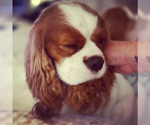 Father of the Cavalier King Charles Spaniel puppies born on 06/30/2023