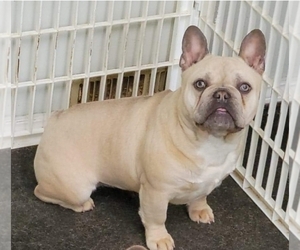 Mother of the French Bulldog puppies born on 10/29/2021