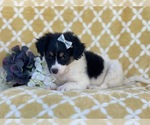 Small Photo #13 Jack Russell Terrier-Unknown Mix Puppy For Sale in LAKELAND, FL, USA