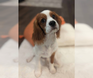 Cavalier King Charles Spaniel Puppy for sale in MAULDIN, SC, USA