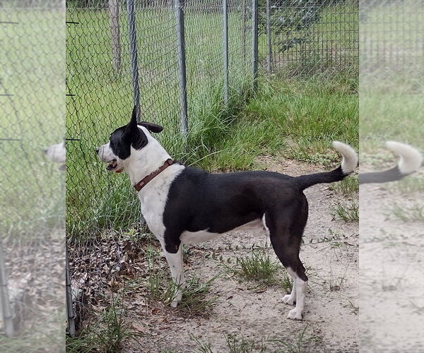 Medium Photo #2 Border Collie-Unknown Mix Puppy For Sale in Camden, SC, USA