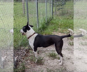 Rusty - Male Border Collie-Unknown Mix Dog for Adoption - Photo #2