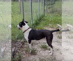 Small #1 Border Collie Mix
