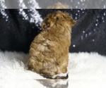 Small #5 YorkiePoo