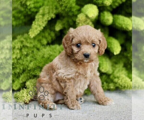 Medium Photo #3 Cavapoo Puppy For Sale in PARADISE, PA, USA