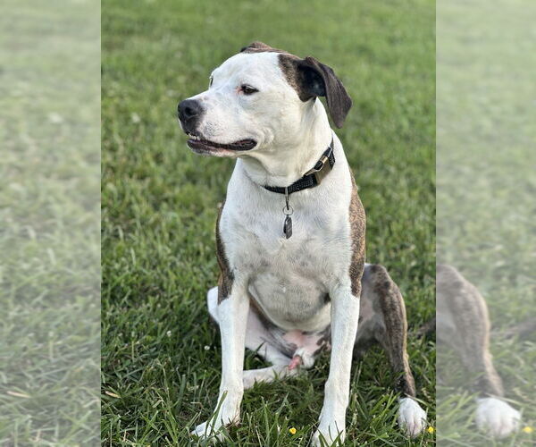 Medium Photo #3 Mutt Puppy For Sale in Candler, NC, USA