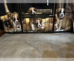 Small Photo #5 Boxer Puppy For Sale in CITRUS HEIGHTS, CA, USA