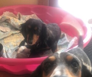 Mother of the Dachshund puppies born on 02/16/2022