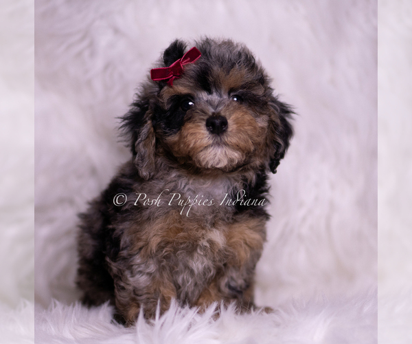 Medium Photo #15 Poodle (Miniature) Puppy For Sale in WARSAW, IN, USA