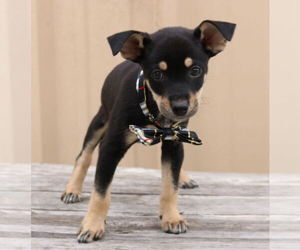 Medium Photo #1 Chihuahua-Unknown Mix Puppy For Sale in Bandera, TX, USA