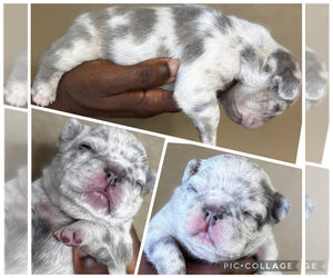 French Bulldog Puppy for sale in SPRINGFIELD, MO, USA
