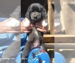 Small Photo #20 Great Bernese-Poodle (Standard) Mix Puppy For Sale in JONESVILLE, VA, USA