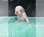 Small #20 Boston Terrier
