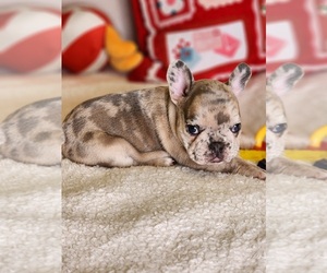 Medium French Bulldog