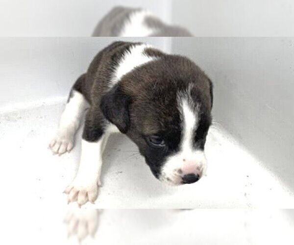 Medium Photo #1 Mutt Puppy For Sale in Houston, TX, USA