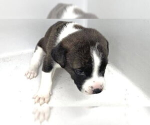 Mutt Dogs for adoption in Houston, TX, USA