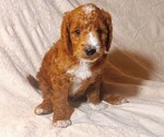 Puppy Curly Goldendoodle