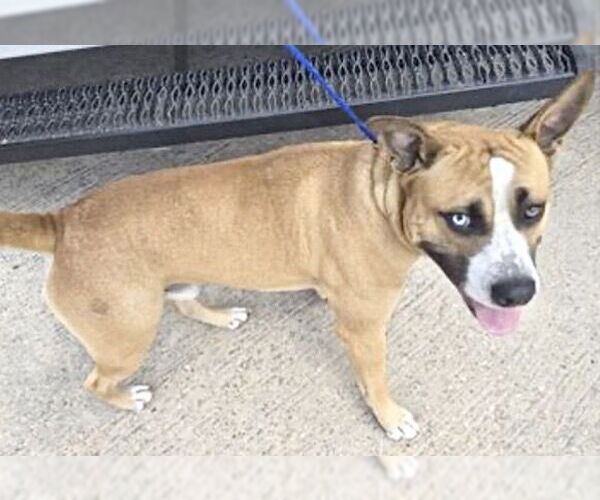 Medium Photo #1 Boxer Puppy For Sale in Houston, TX, USA