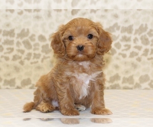 Cavapoo Puppy for sale in DENVER, PA, USA