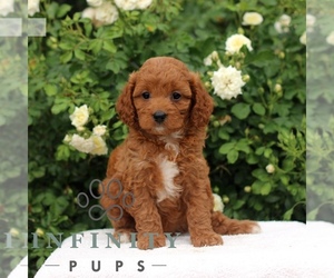 Cavapoo Puppy for sale in PARADISE, PA, USA