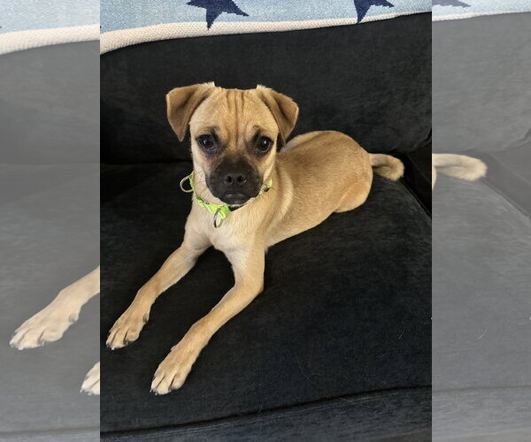 Medium Photo #8 Chug Puppy For Sale in Valrico, FL, USA