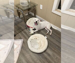 American Pit Bull Terrier-Unknown Mix Dogs for adoption in New Orleans, LA, USA