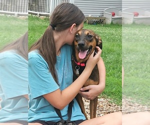 Mabel - Female Mutt Dog for Adoption - Photo #2
