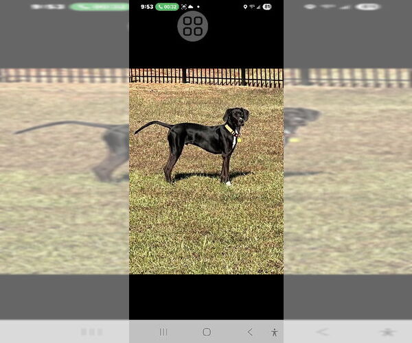 Medium Photo #2 Labrador Retriever-Unknown Mix Puppy For Sale in Rocky Mount, NC, USA