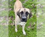 Small #1 Anatolian Shepherd Mix
