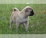 Small Photo #13 Pug Puppy For Sale in HARTLY, DE, USA