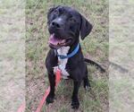 Small #1 American Pit Bull Terrier