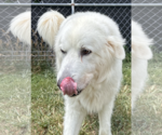 Small #2 Great Pyrenees