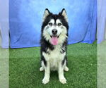 Small #1 Siberian Husky
