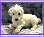 Small Photo #23 Goldendoodle Puppy For Sale in BATON ROUGE, LA, USA