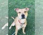 Small #3 Catahoula Leopard Dog Mix