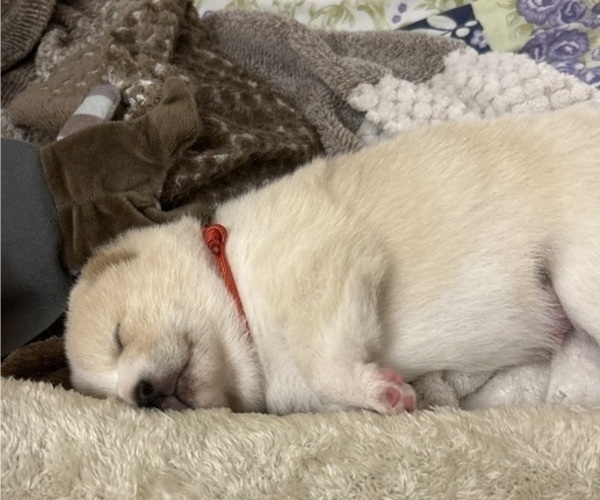 Medium Photo #26 Shiba Inu Puppy For Sale in ELIZABETH CITY, NC, USA
