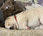 Small Photo #26 Shiba Inu Puppy For Sale in ELIZABETH CITY, NC, USA