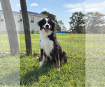 Small Photo #5 Bernese Mountain Dog Puppy For Sale in Pacolet, SC, USA