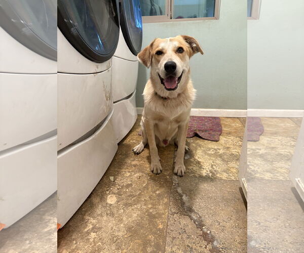 Medium Photo #3 Golden Retriever-Red Heeler Mix Puppy For Sale in Chandler, AZ, USA