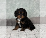 Small #3 Cavapoo
