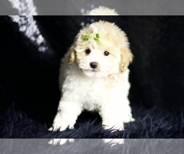 Medium Photo #12 Maltipoo (Miniature) Puppy For Sale in WARSAW, IN, USA