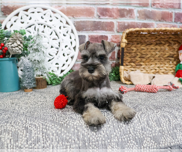 Medium Photo #7 Schnauzer (Miniature) Puppy For Sale in SYRACUSE, IN, USA