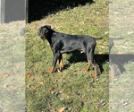 Puppy Legend Doberman Pinscher