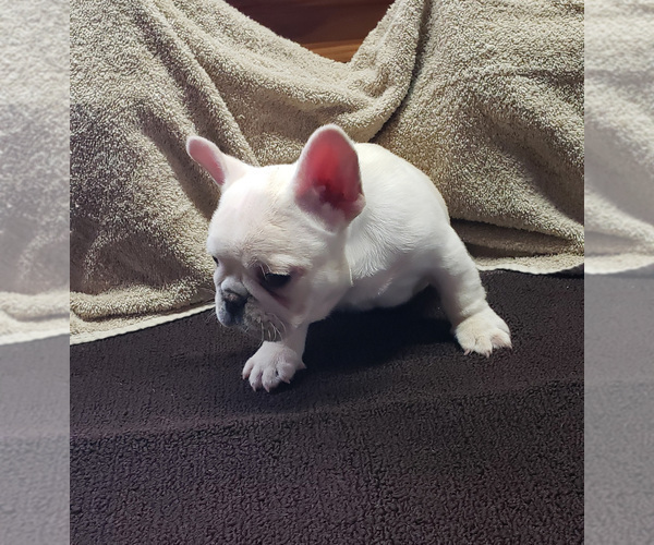 Medium Photo #2 French Bulldog Puppy For Sale in WEST PLAINS, MO, USA