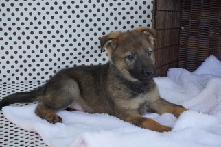 German Shepherd Dog Puppy for sale in FREDERICKSBURG, OH, USA