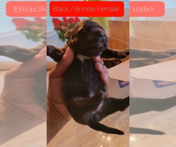 Medium Photo #17 Staffordshire Bull Terrier Puppy For Sale in HOUSTON, TX, USA