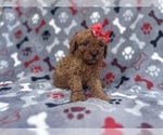 Small #6 Cavapoo
