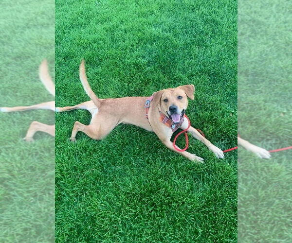 Medium Photo #7 Labrador Retriever-Unknown Mix Puppy For Sale in Salt Lake City, UT, USA