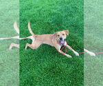 Small #6 Labrador Retriever Mix
